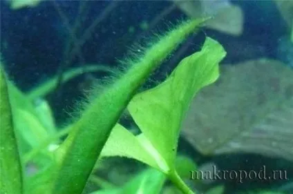 Поживний грунт для акваріума