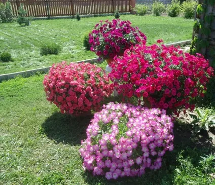 Петунія ампельна та каскадний відміну, кімнатні квіти