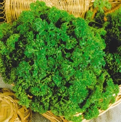 Петрушка, корисні властивості і лікувальний ефект (лікувальний) Петрушка, корисні властивості і лікувальний ефект
