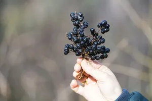 Плоди амурського оксамиту лікувальні властивості ягід оксамитового дерева, їх застосування (ягід) Плоди амурського оксамиту лікувальні властивості ягід оксамитового дерева, їх застосування