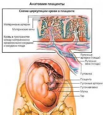 Плацента значення і можливі патології (патології) Плацента значення і можливі патології