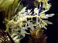 Чому морська риба не солона чому море солоне, а риба в ньому немає чому морська риба не солона (солона) Чому морська риба не солона чому море солоне, а риба в ньому немає чому морська риба не солона