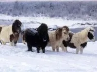Чому кінь назвали конем як кінь отримала свою назву чому кінь назвали конем (конем) Чому кінь назвали конем як кінь отримала свою назву чому кінь назвали конем