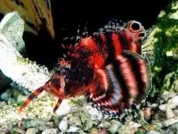 Чому морська риба не солона чому море солоне, а риба в ньому немає чому морська риба не солона (море) Чому морська риба не солона чому море солоне, а риба в ньому немає чому морська риба не солона