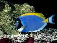 Чому морська риба не солона чому море солоне, а риба в ньому немає чому морська риба не солона (море) Чому морська риба не солона чому море солоне, а риба в ньому немає чому морська риба не солона