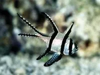 Чому морська риба не солона чому море солоне, а риба в ньому немає чому морська риба не солона (риба) Чому морська риба не солона чому море солоне, а риба в ньому немає чому морська риба не солона