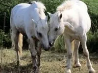 Чому кінь назвали конем як кінь отримала свою назву чому кінь назвали конем (конем) Чому кінь назвали конем як кінь отримала свою назву чому кінь назвали конем