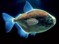 Чому морська риба не солона чому море солоне, а риба в ньому немає чому морська риба не солона (морська) Чому морська риба не солона чому море солоне, а риба в ньому немає чому морська риба не солона