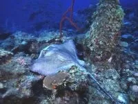 Чому морська риба не солона чому море солоне, а риба в ньому немає чому морська риба не солона (риба) Чому морська риба не солона чому море солоне, а риба в ньому немає чому морська риба не солона