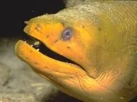 Чому морська риба не солона чому море солоне, а риба в ньому немає чому морська риба не солона (морська) Чому морська риба не солона чому море солоне, а риба в ньому немає чому морська риба не солона