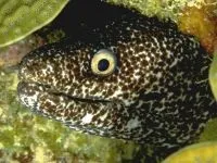 Чому морська риба не солона чому море солоне, а риба в ньому немає чому морська риба не солона (морська) Чому морська риба не солона чому море солоне, а риба в ньому немає чому морська риба не солона