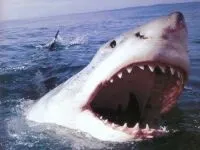 Чому морська риба не солона чому море солоне, а риба в ньому немає чому морська риба не солона (риба) Чому морська риба не солона чому море солоне, а риба в ньому немає чому морська риба не солона