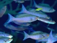Чому морська риба не солона чому море солоне, а риба в ньому немає чому морська риба не солона (чому) Чому морська риба не солона чому море солоне, а риба в ньому немає чому морська риба не солона