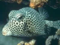 Чому морська риба не солона чому море солоне, а риба в ньому немає чому морська риба не солона (морська) Чому морська риба не солона чому море солоне, а риба в ньому немає чому морська риба не солона