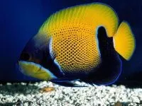 Чому морська риба не солона чому море солоне, а риба в ньому немає чому морська риба не солона (солона) Чому морська риба не солона чому море солоне, а риба в ньому немає чому морська риба не солона