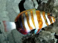 Чому морська риба не солона чому море солоне, а риба в ньому немає чому морська риба не солона (чому) Чому морська риба не солона чому море солоне, а риба в ньому немає чому морська риба не солона