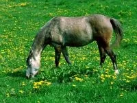 Чому кінь назвали конем як кінь отримала свою назву чому кінь назвали конем (кінь) Чому кінь назвали конем як кінь отримала свою назву чому кінь назвали конем