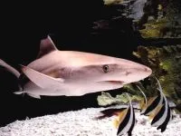Чому морська риба не солона чому море солоне, а риба в ньому немає чому морська риба не солона (море) Чому морська риба не солона чому море солоне, а риба в ньому немає чому морська риба не солона