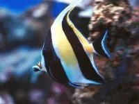 Чому морська риба не солона чому море солоне, а риба в ньому немає чому морська риба не солона (чому) Чому морська риба не солона чому море солоне, а риба в ньому немає чому морська риба не солона