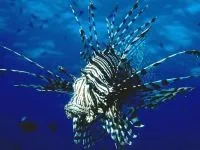 Чому морська риба не солона чому море солоне, а риба в ньому немає чому морська риба не солона (солона) Чому морська риба не солона чому море солоне, а риба в ньому немає чому морська риба не солона