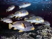 Чому морська риба не солона чому море солоне, а риба в ньому немає чому морська риба не солона (риба) Чому морська риба не солона чому море солоне, а риба в ньому немає чому морська риба не солона