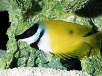 Чому морська риба не солона чому море солоне, а риба в ньому немає чому морська риба не солона (чому) Чому морська риба не солона чому море солоне, а риба в ньому немає чому морська риба не солона