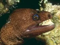 Чому морська риба не солона чому море солоне, а риба в ньому немає чому морська риба не солона (солона) Чому морська риба не солона чому море солоне, а риба в ньому немає чому морська риба не солона