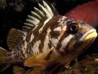 Чому морська риба не солона чому море солоне, а риба в ньому немає чому морська риба не солона (чому) Чому морська риба не солона чому море солоне, а риба в ньому немає чому морська риба не солона