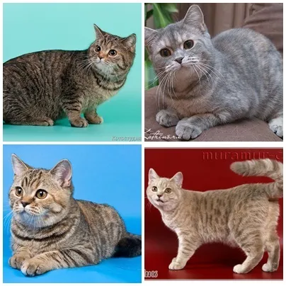 Чому у кішки бувають кошенята трьох різних кольорів (кошенята) Чому у кішки бувають кошенята трьох різних кольорів