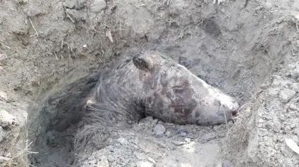 Чому смерть тварини в парку валя морілор викликала такий резонанс (валя) Чому смерть тварини в парку валя морілор викликала такий резонанс