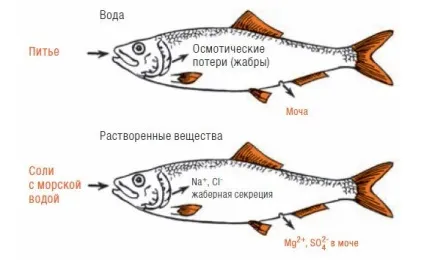 Чому в морі риба не солона