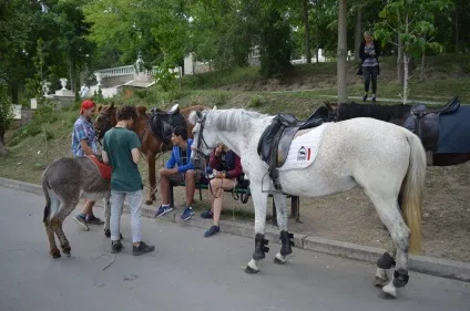 Чому смерть тварини в парку валя морілор викликала такий резонанс (чому) Чому смерть тварини в парку валя морілор викликала такий резонанс