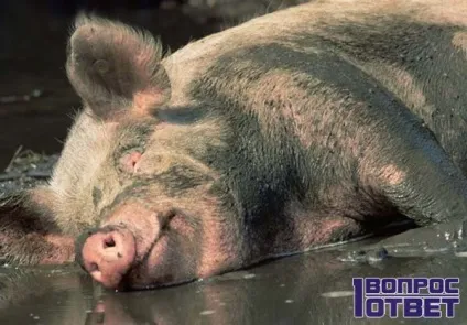 Чому мусульмани не їдять свинину причини відмови мусульман від м'яса свині, інші заборони корану (мусульмани) Чому мусульмани не їдять свинину причини відмови мусульман від м'яса свині, інші заборони корану