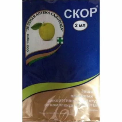 Чому яблука гниють прямо на дереві що потрібно робити (дереві) Чому яблука гниють прямо на дереві що потрібно робити