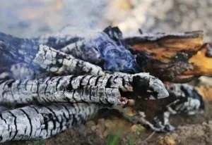 Підживлення лимона в домашніх умовах трав'яними настоями під час цвітіння (домашніх) Підживлення лимона в домашніх умовах трав'яними настоями під час цвітіння