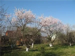 Підживлення саду навесні ніж підгодовувати рослини відео (підгодівля) Підживлення саду навесні ніж підгодовувати рослини відео