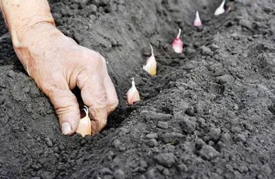 Підготовка часнику до посадки під зиму як вибрати і чим обробити восени (посадці) Підготовка часнику до посадки під зиму як вибрати і чим обробити восени