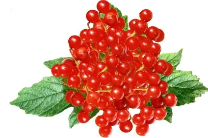 Корисні продукти осені (ложка сіль перець) Корисні продукти осені