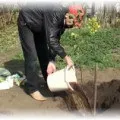 Як розмножити яблуню новачкові - основні методи