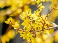 Як розмножується форзиція вибираємо відповідний спосіб, квіти в саду (садиба) (вибираємо) Як розмножується форзиція вибираємо відповідний спосіб, квіти в саду (садиба)