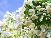 Як розмножується форзиція вибираємо відповідний спосіб, квіти в саду (садиба) (квіти) Як розмножується форзиція вибираємо відповідний спосіб, квіти в саду (садиба)