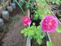 Як розмножується форзиція вибираємо відповідний спосіб, квіти в саду (садиба) (вибираємо) Як розмножується форзиція вибираємо відповідний спосіб, квіти в саду (садиба)