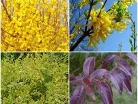 Як розмножується форзиція вибираємо відповідний спосіб, квіти в саду (садиба) (розмножується) Як розмножується форзиція вибираємо відповідний спосіб, квіти в саду (садиба)