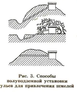 Як розвести джмелів на садовій ділянці, сад і город (судовому) Як розвести джмелів на садовій ділянці, сад і город