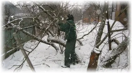Як розмножити яблуню новачкові - основні методи