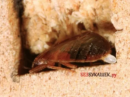 Як розмножуються постільні клопи в квартирі на скільки швидко (постільні) Як розмножуються постільні клопи в квартирі на скільки швидко