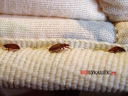 Як розмножуються постільні клопи в квартирі на скільки швидко (клопи) Як розмножуються постільні клопи в квартирі на скільки швидко