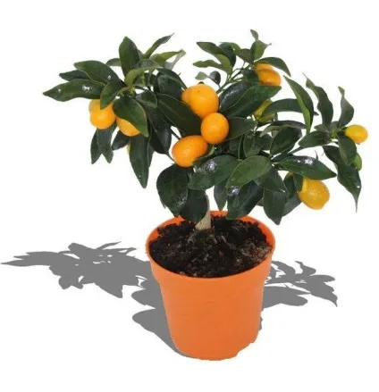 Як садити, як розмножувати, як доглядати citrus fortunella - радість у вашому будинку