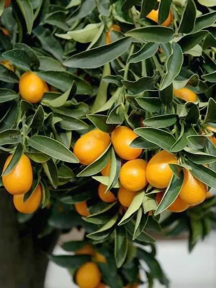 Як садити, як розмножувати, як доглядати citrus fortunella - радість у вашому будинку