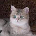 Порода кішок шиншила (55 фото) перська золота, сибірська, блакитна, срібляста, британська, (шиншила) Порода кішок шиншила (55 фото) перська золота, сибірська, блакитна, срібляста, британська,
